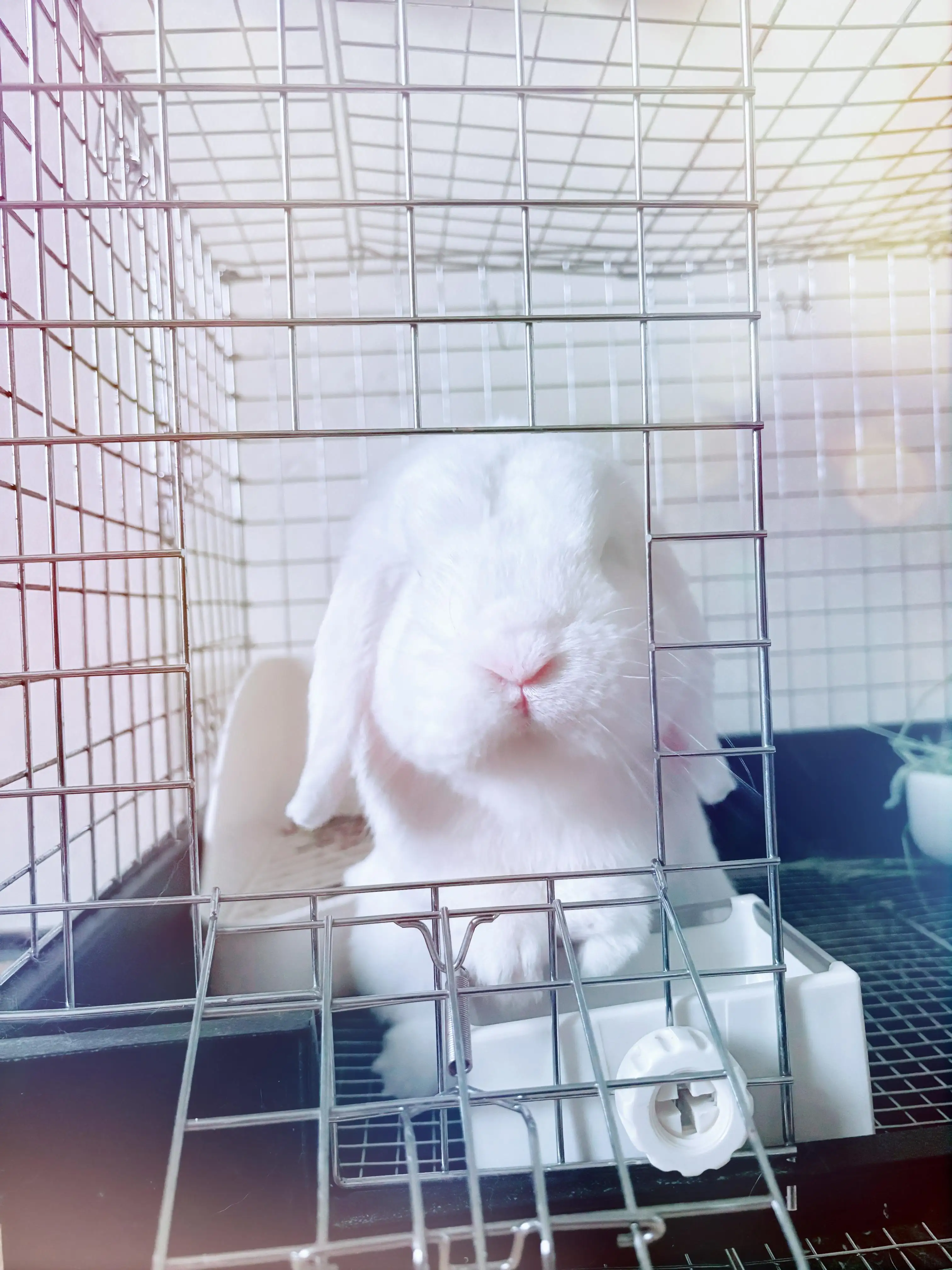 さくら