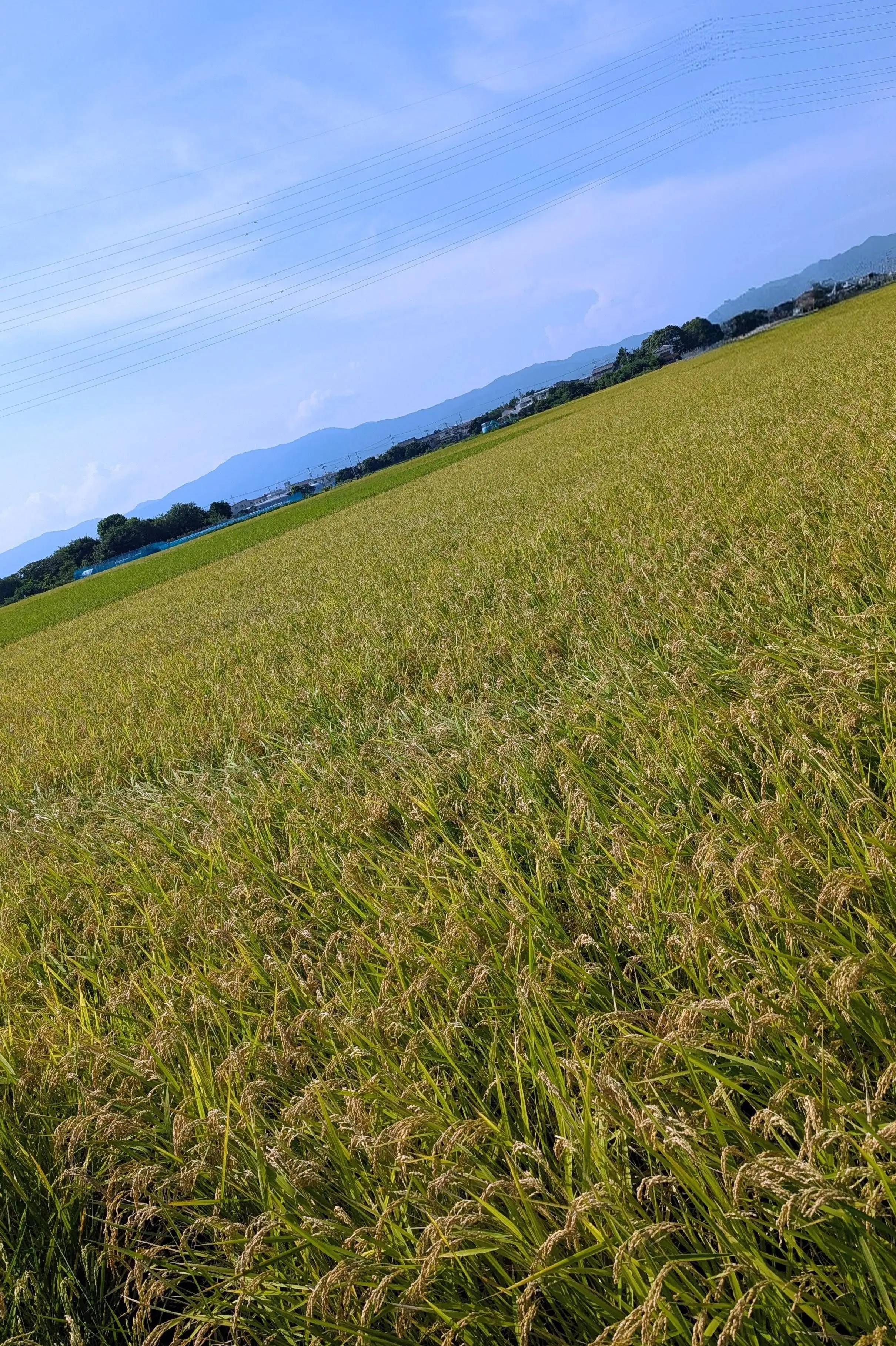 栞＊しおり＊