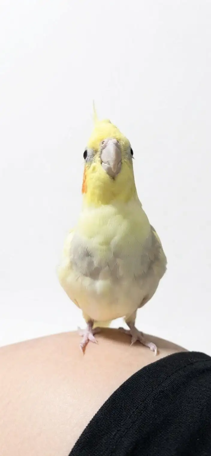 まいか✩.*