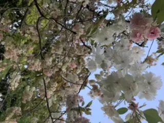 さよ☆