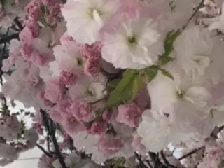さよ☆