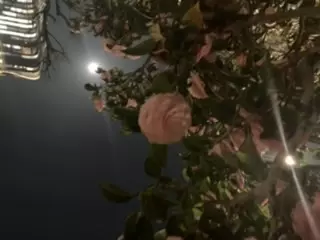 さよ☆