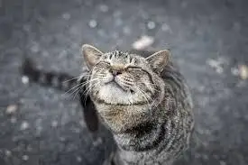 ☆ここ☆