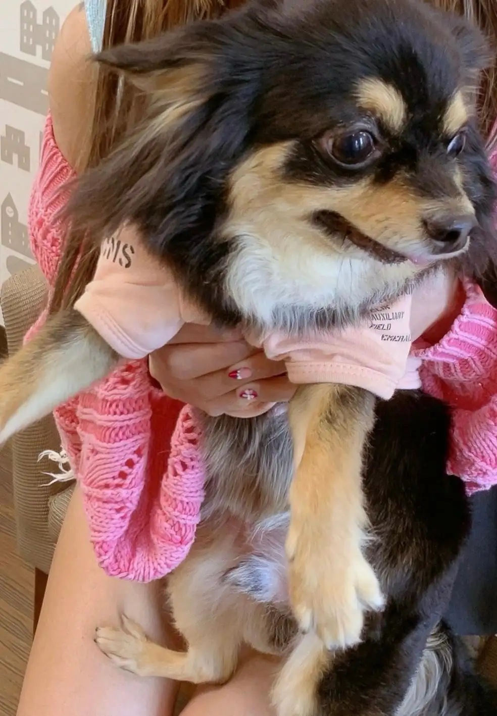 きなこ