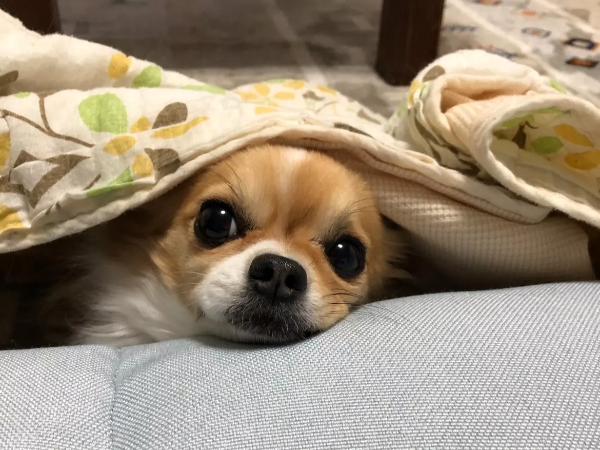 由梨