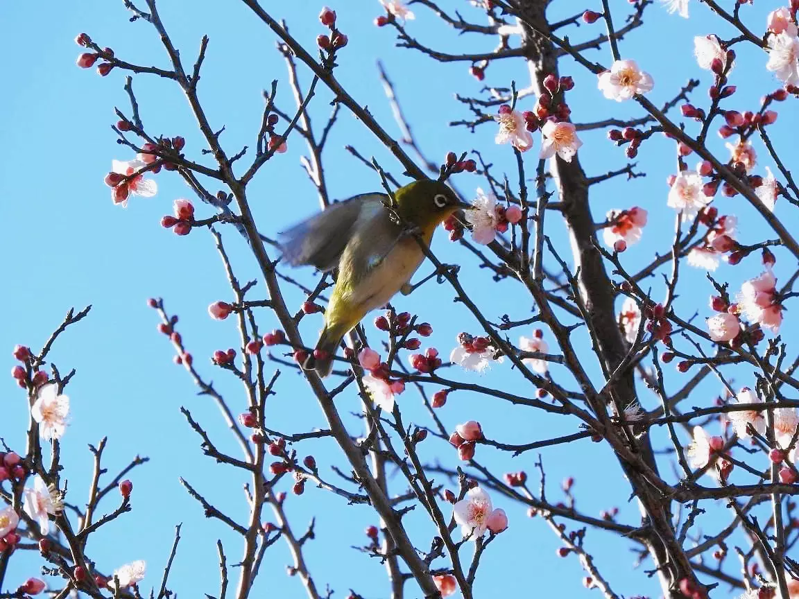 さなぽよ
