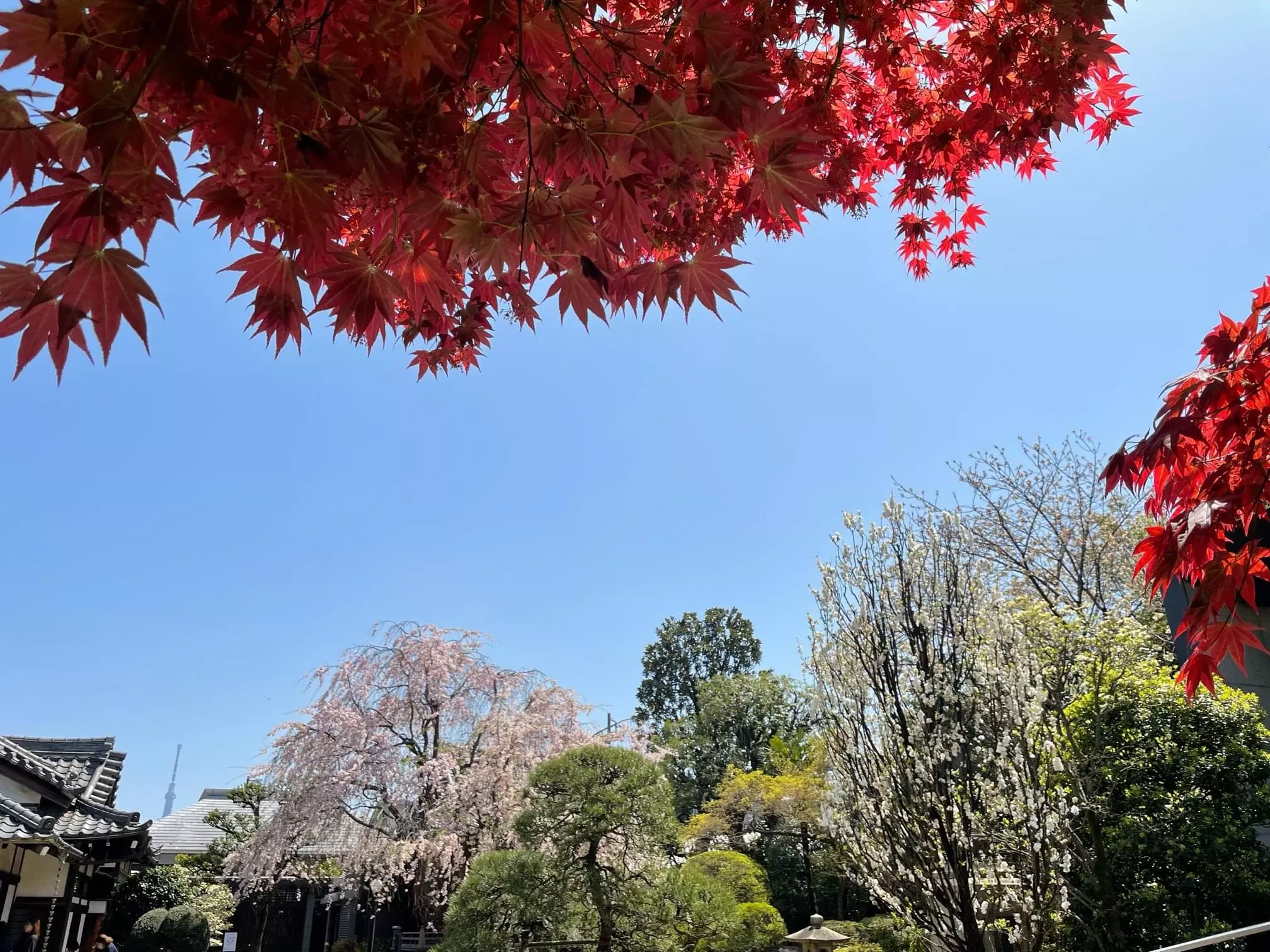 さなぽよ