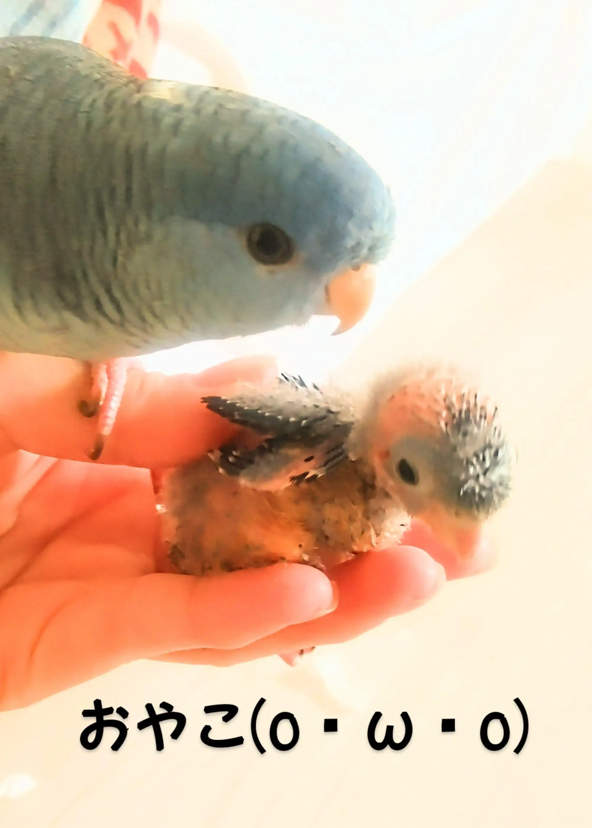はるか