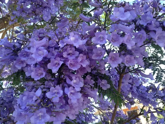 鈴木華.