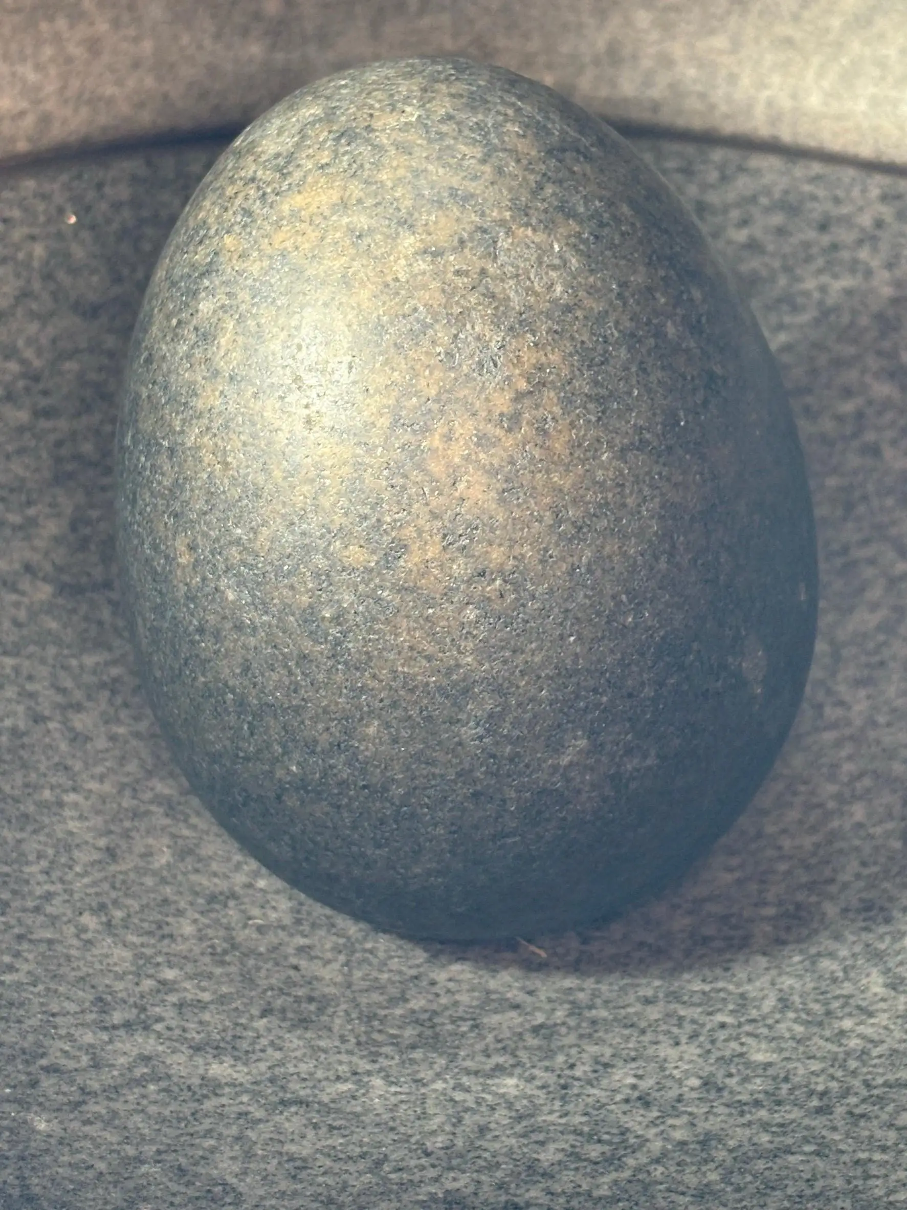 瑞樹