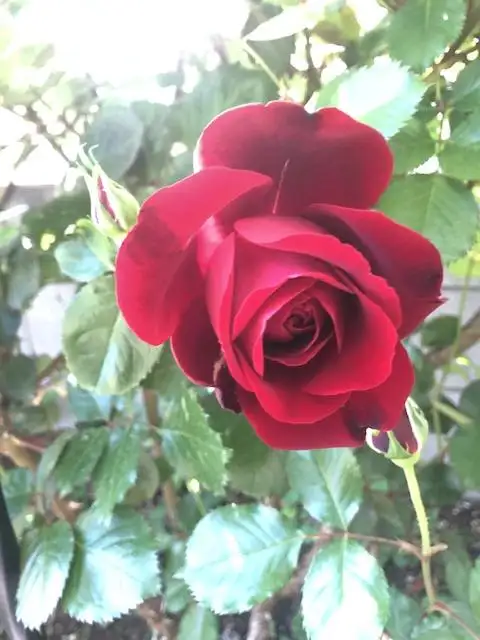 リリカ