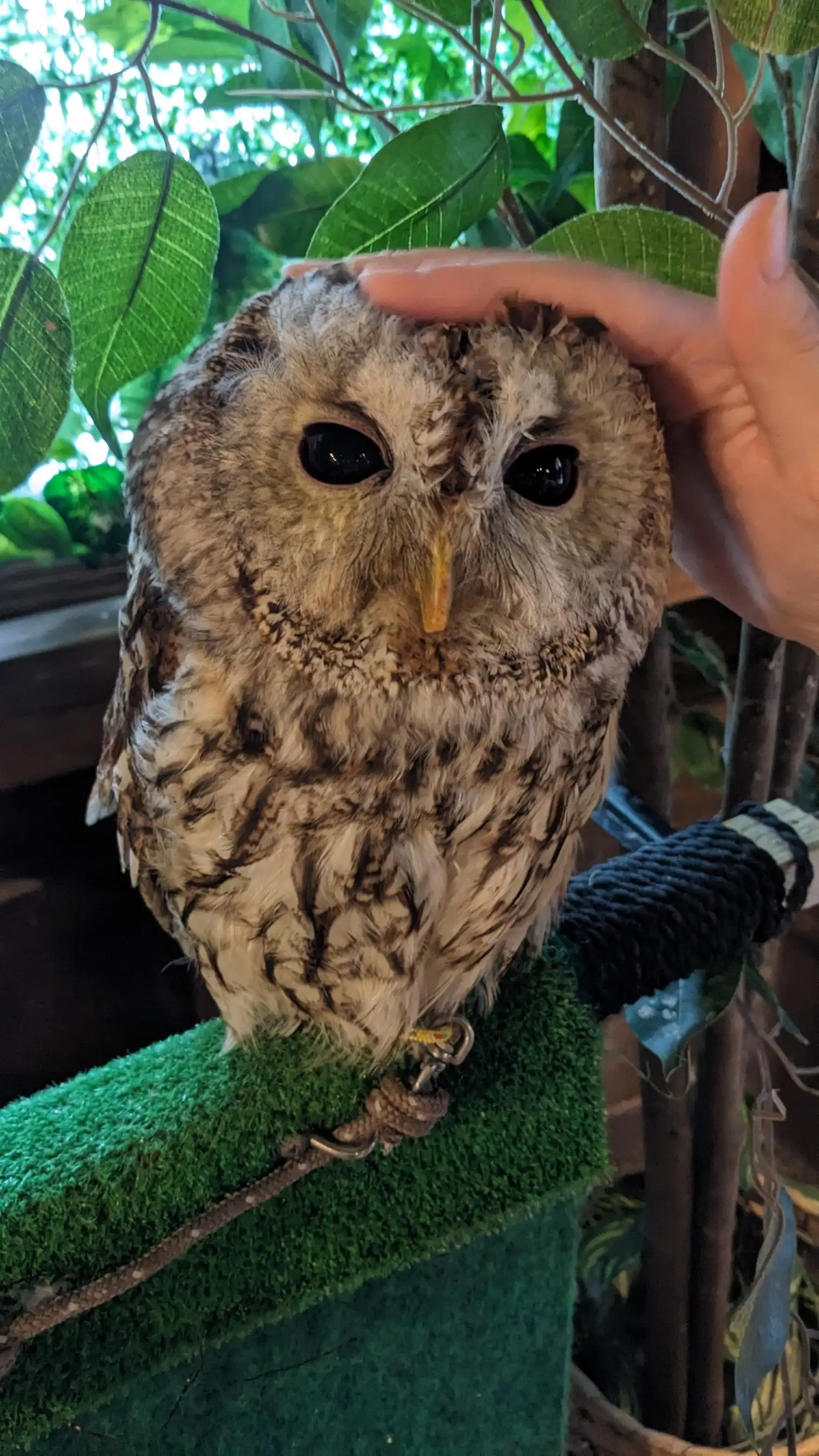 うっちー