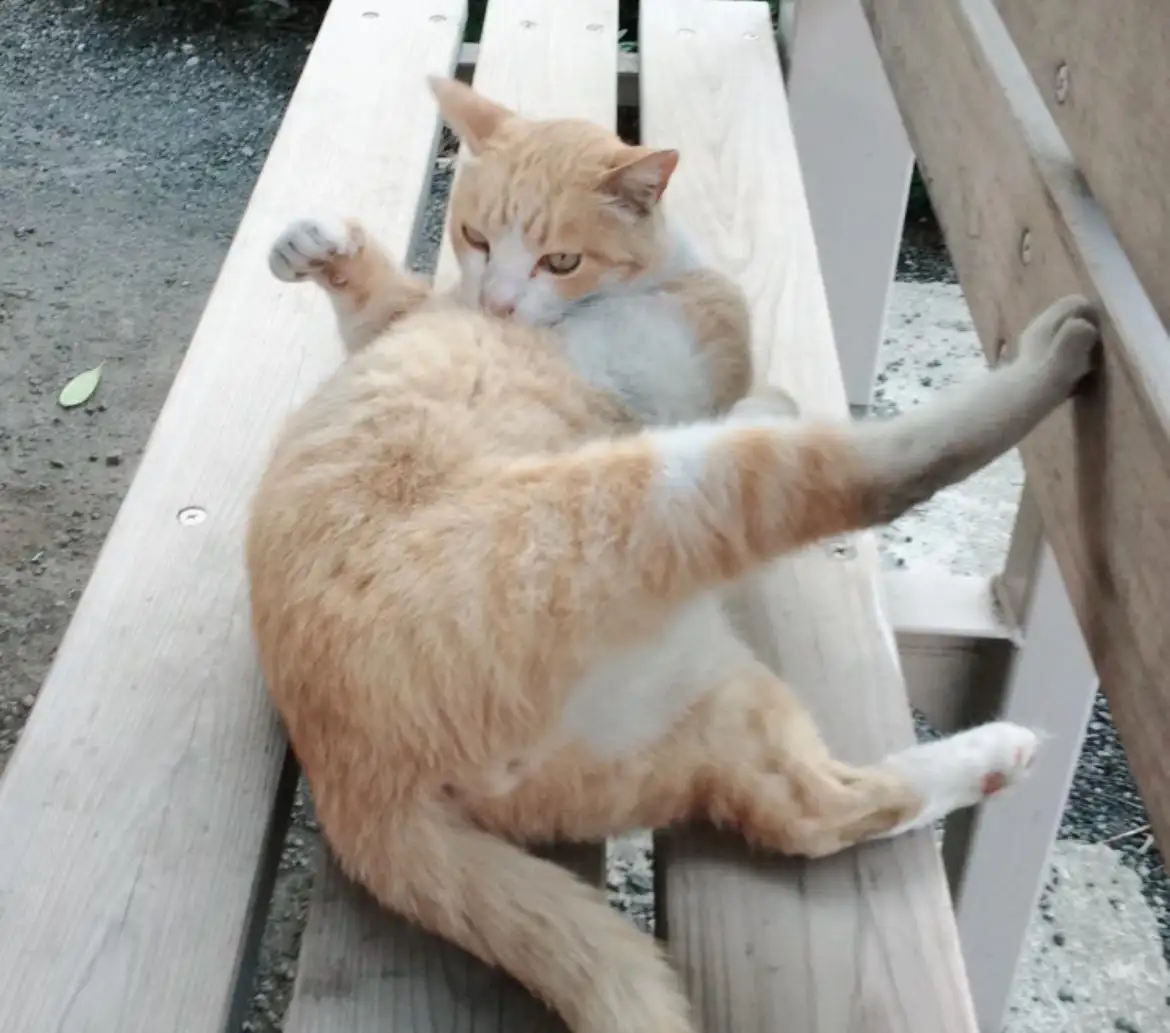 美弥