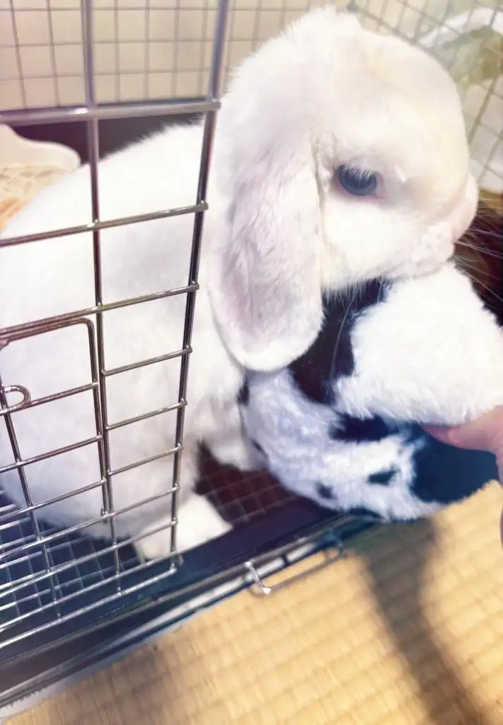 さくら