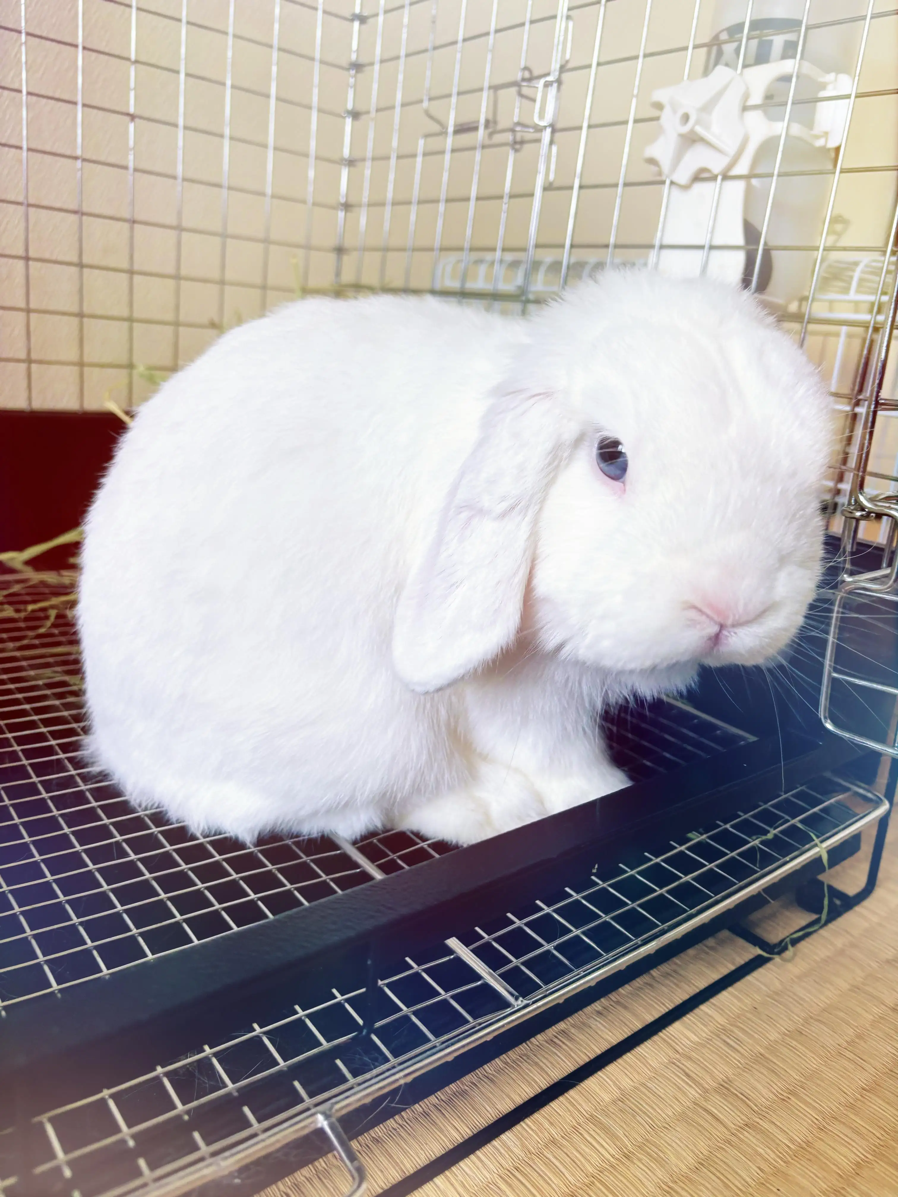 さくら
