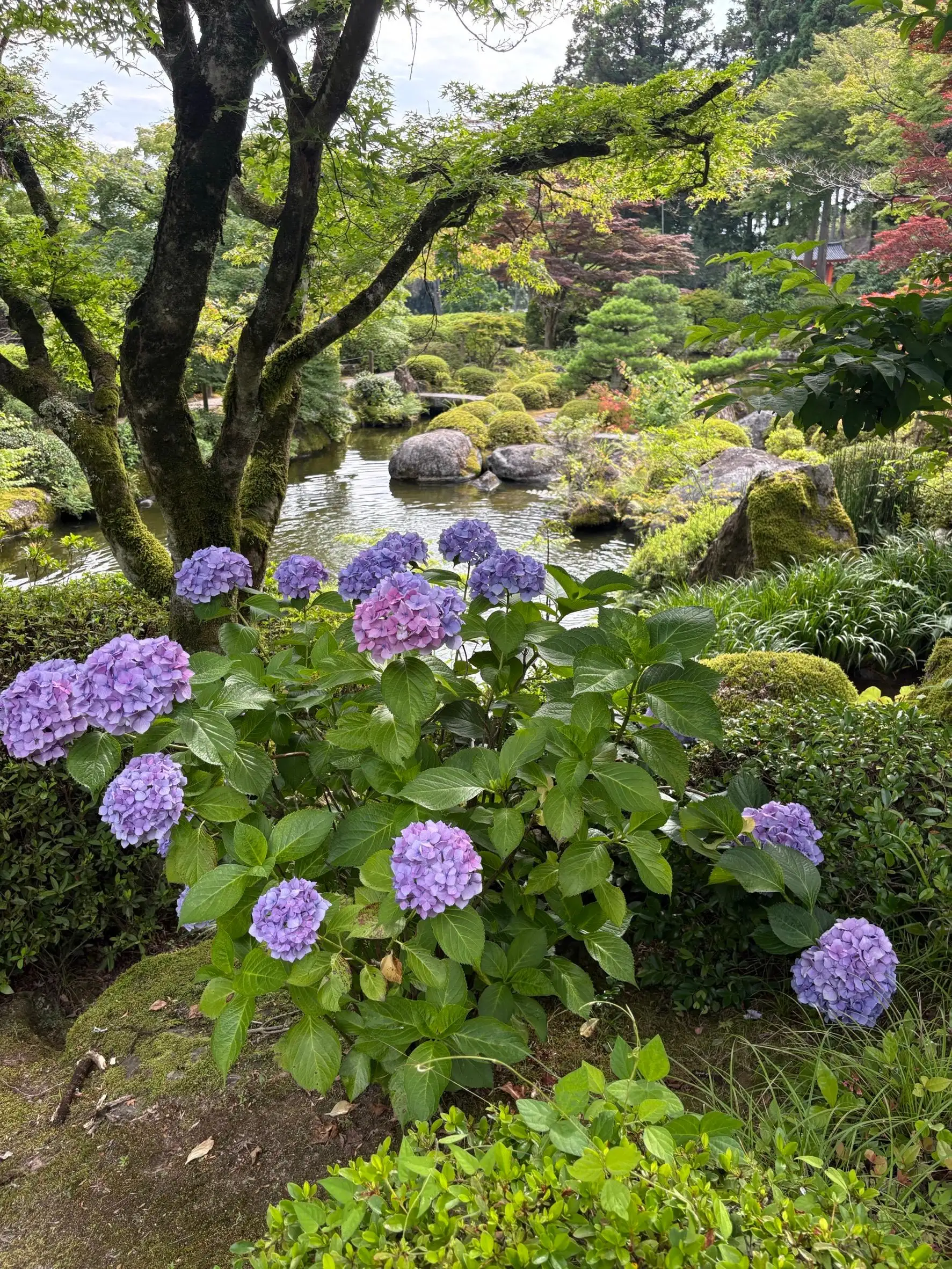 瑞樹