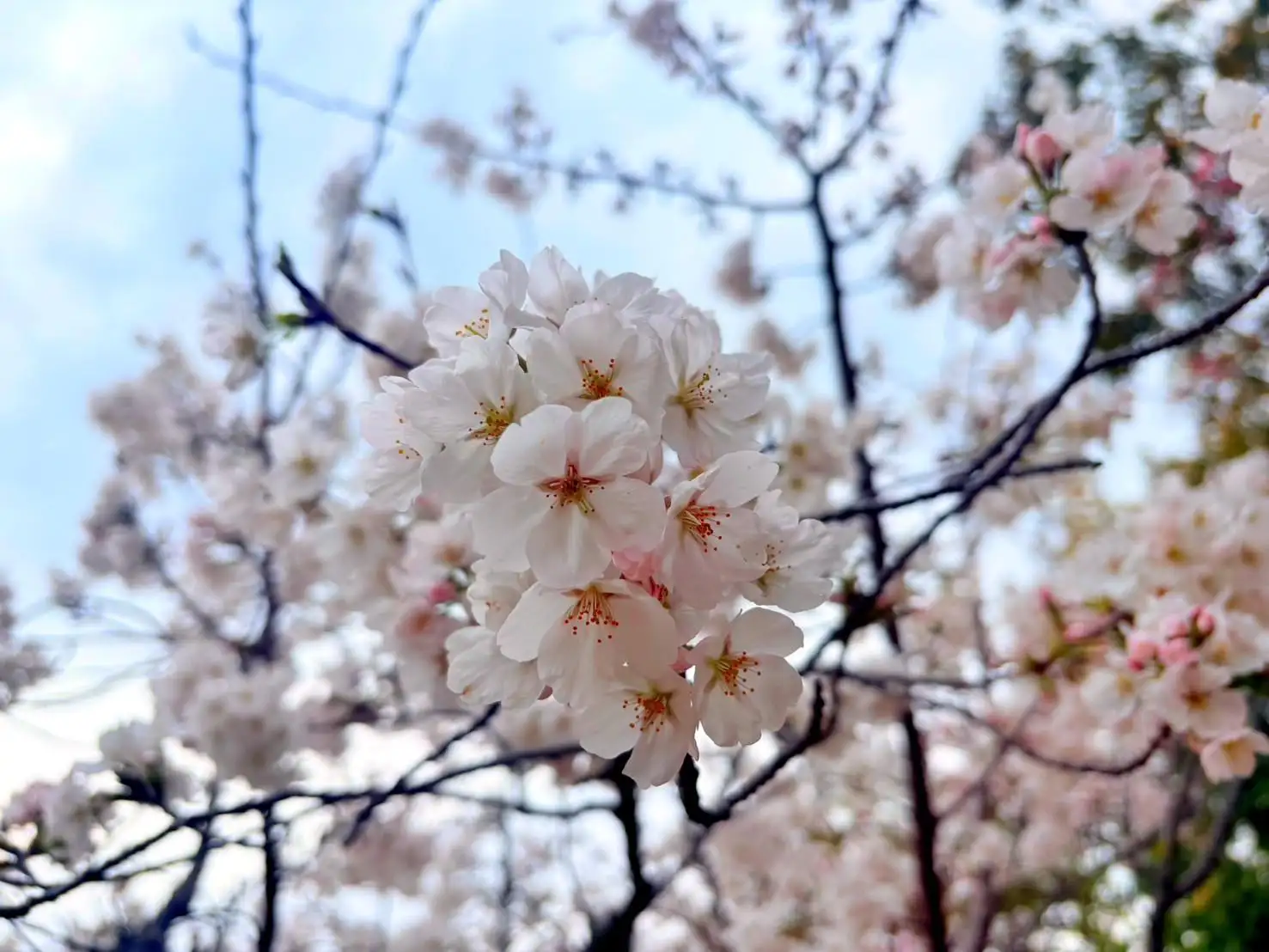 栞＊しおり＊