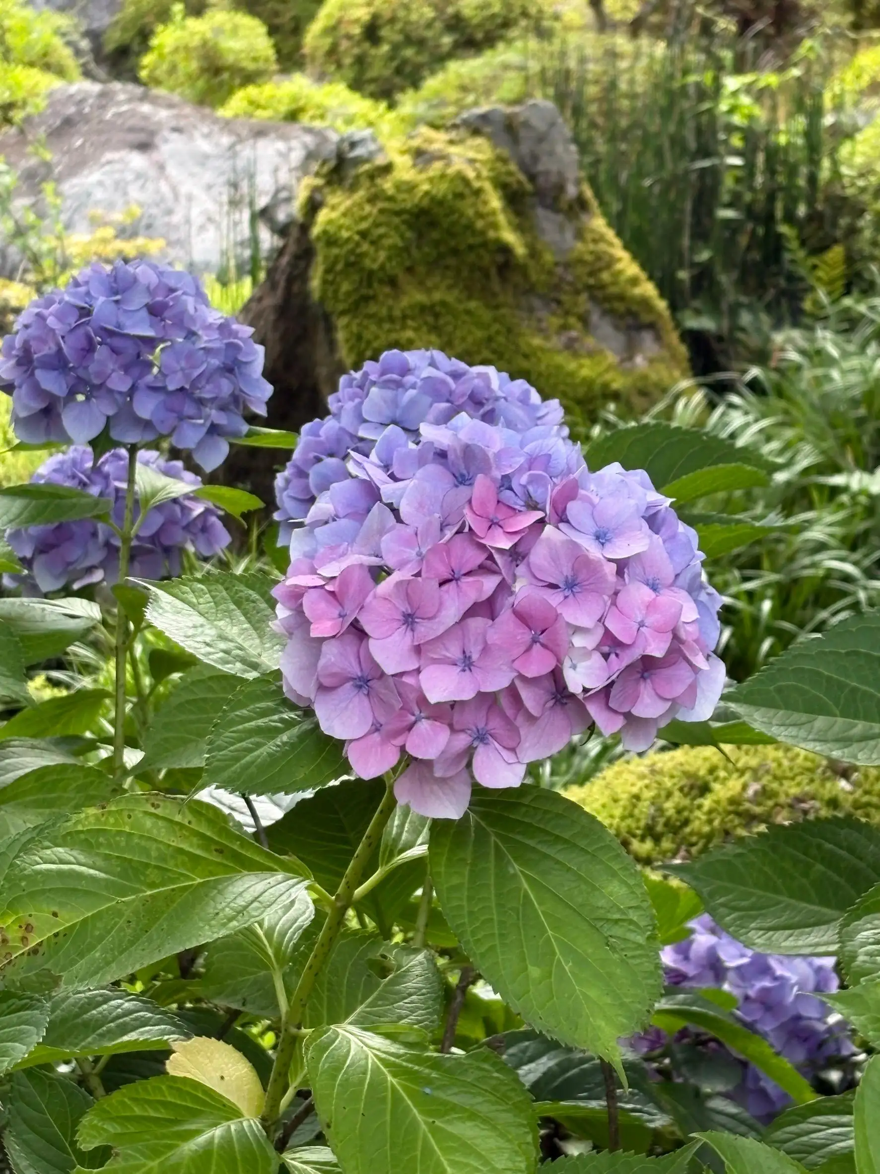 瑞樹