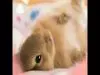 NaO